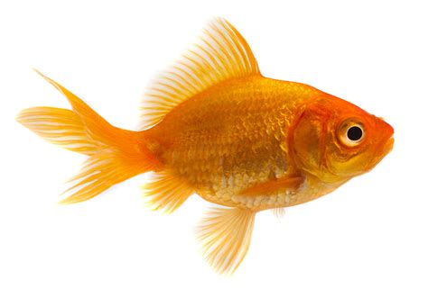 Goldfish - Hobbyist & Retailers | Piscine Energetics