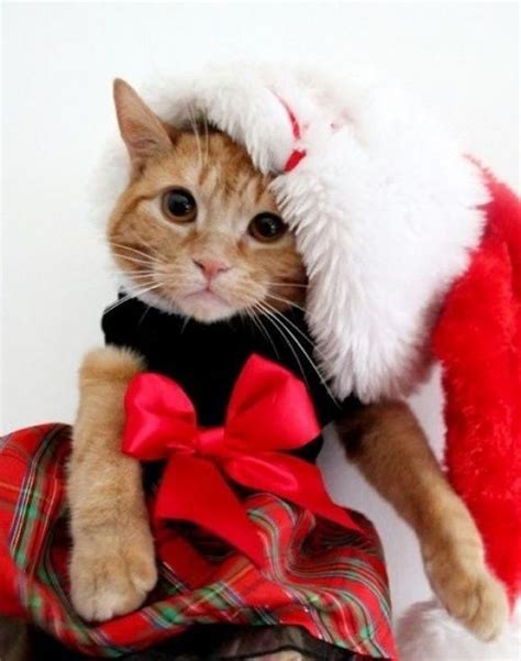 Kitten As A Christmas Present: Good Or Bad Idea? - CatTime | Christmas cats, Pet holiday, Cute cats