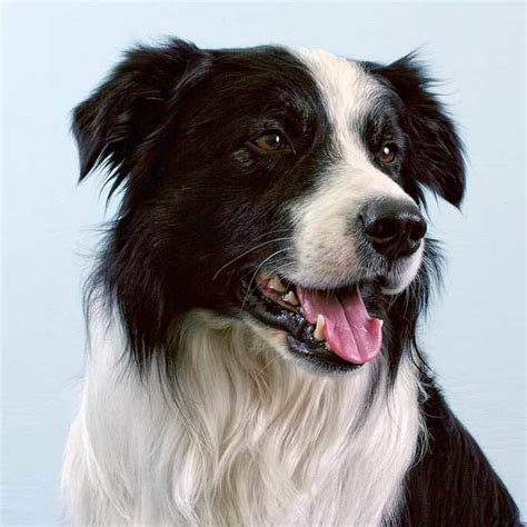 Border Collie - Alchetron, The Free Social Encyclopedia