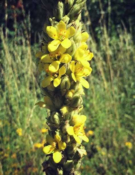 Respiratory Herbs: Mullein Benefits & Lung Support Tea