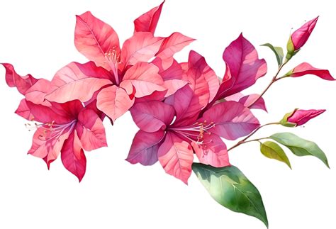 AI generated Watercolor painting of Bougainvillea flower. Ai-Generated 36497098 PNG