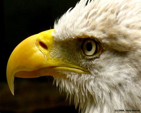 American Bald Eagle - close up, head shot... detailed... regal