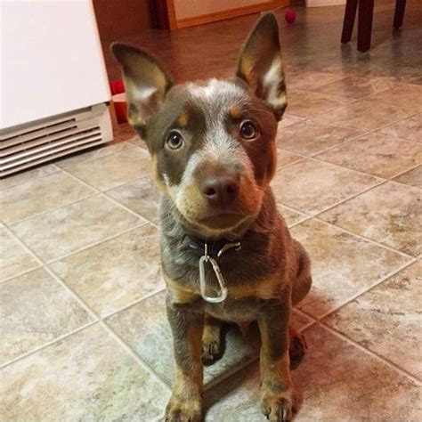 Chocolate Heeler, Chocolate Australian Cattle Dog , Rogue the Chocolate Heeler | Heeler puppies ...