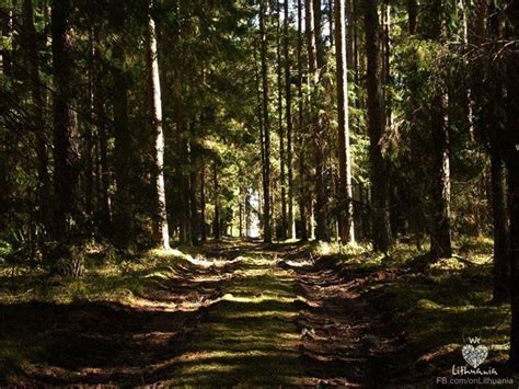 Forest, Lithuania | Photo Credit: Karolina Kristapavičiūtė | Lietuva lithuania, Lithuania ...