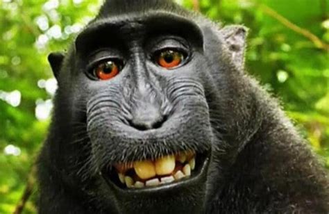 PETA lawyers, photographer David Slater reach settlement over monkey ...