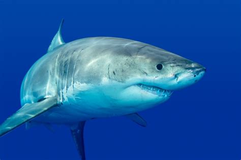 Shark Skin Texture, Scales & Color Explained - Shark Diving Unlimited