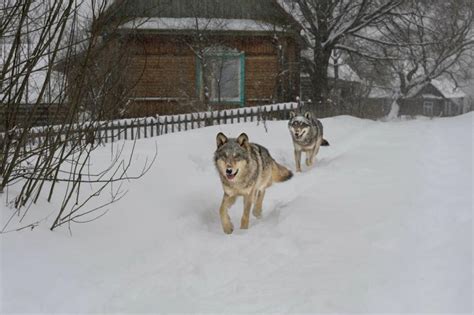 Mutant wolves roaming Chernobyl Exclusion Zone have developed cancer ...