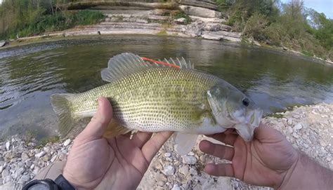 Catching tagged Guadalupe bass - Texas Hunting & Fishing | Lone Star ...