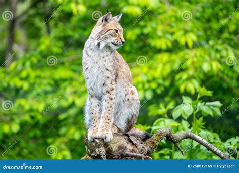 Wild Lynx in Natural Habitat Stock Image - Image of face, vertebrate ...