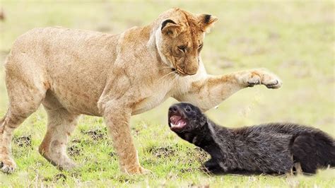 Honey badger - The fearless animal fighting with lion - YouTube