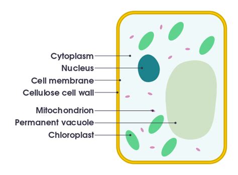 Plant Cell And Animal Cell Figure / Structure of Plant and Animal Cell - Plant cell and animal ...