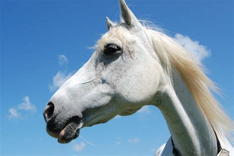 White Horse Symbolism & Meanings (Purity & Heroism)