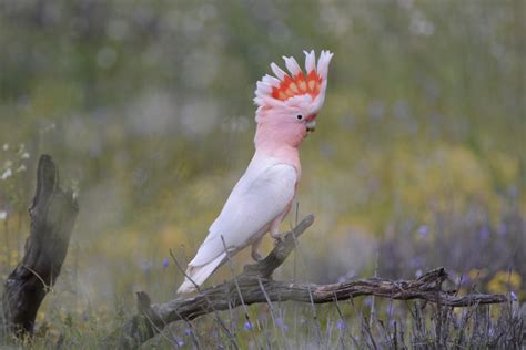 A Huge List of Different Types of Fascinating Cockatoos - Bird Eden