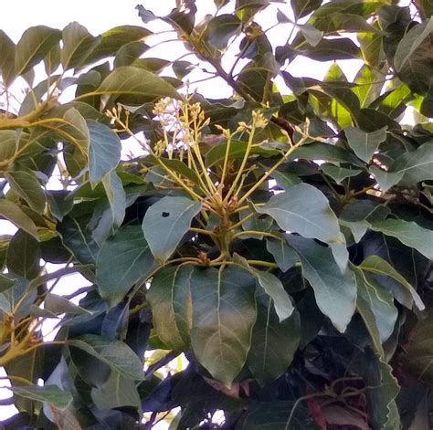 The Fuerte avocado tree: a profile - Greg Alder's Yard Posts: Southern California food gardening