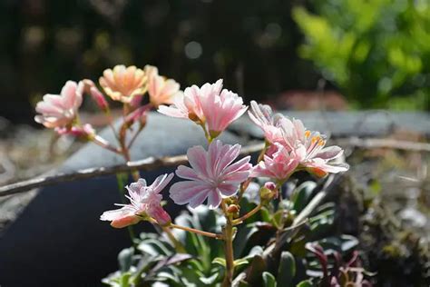 Lewisia (Lewisia) – A to Z Flowers