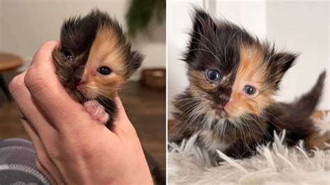 Rare Chimera Kitten Up For Adoption At Nashville Rescue Looks Like 2 Kittens Combined ...