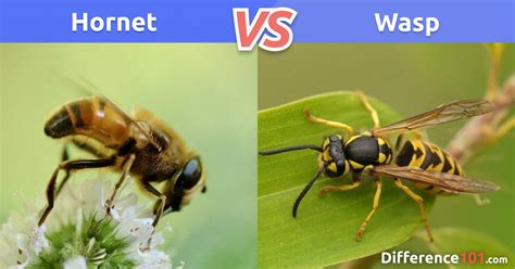 Hornet vs. Wasp: Key Differences, Pros & Cons, FAQ ~ Difference 101