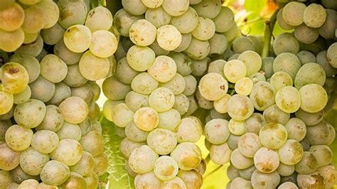 Viognier (vee-ohn-YAY) - White Wine Grape Variety