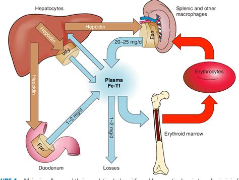 Figure 1 from Systemic iron homeostasis. | Semantic Scholar