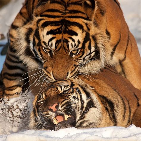 Tiger mating | Tiger, Lazy animals, Animals beautiful