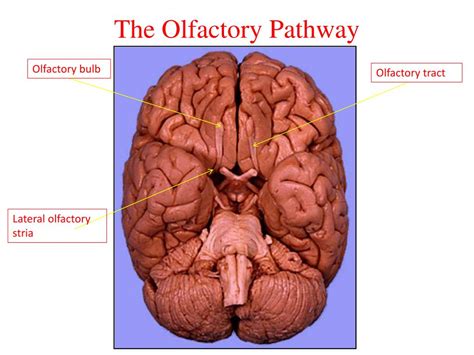 PPT - Olfactory pathway PowerPoint Presentation, free download - ID:3107907