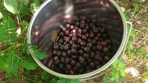 Harvesting Muscadine Grapes - YouTube