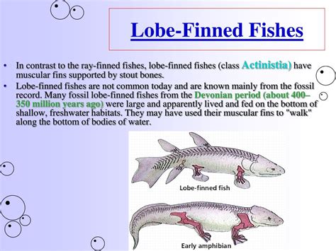 PPT - 25.3: General Characteristics of Bony Fishes PowerPoint Presentation - ID:6067253