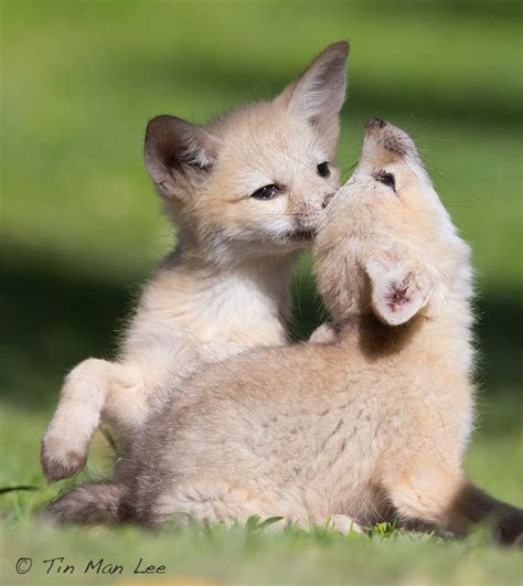 San Joaquin kit fox pups by Tin Man Photography | Fox pups, Animals, Fox