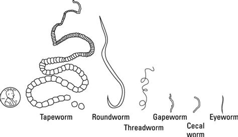 Parasitic Worms in Chickens - dummies