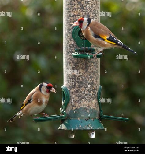 Feeding garden birds Stock Photo - Alamy