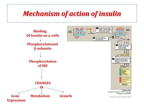 Mechanism Of Action Of Insulin Flow Chart