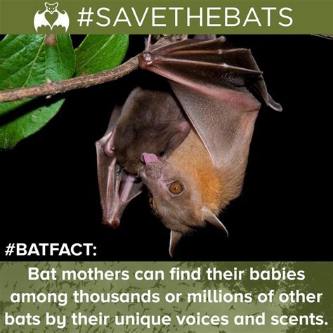 Bats across North America will be having their pups this month. In ...