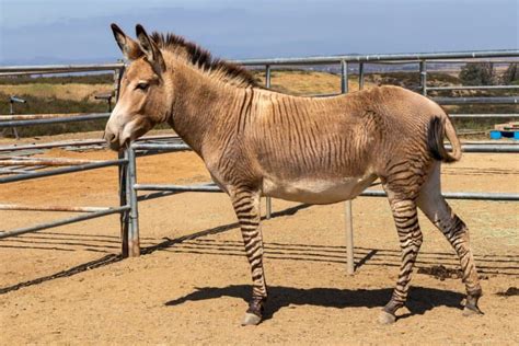 8 Zany Zonkey Facts - Fact Animal