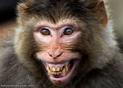 Funny Smiling Monkey Face Monkey Smiling, Monkey Face, Funny Animals ...