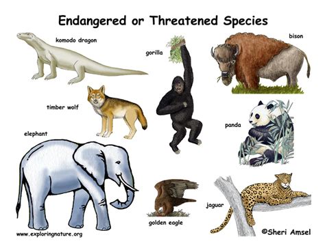 Endangered Animals For Kids | Kids Matttroy