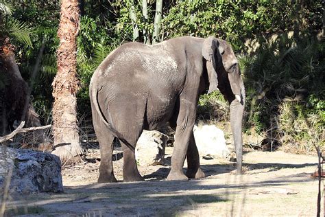 Kilimanjaro Safaris animals - African Elephant - Photo 1 of 6