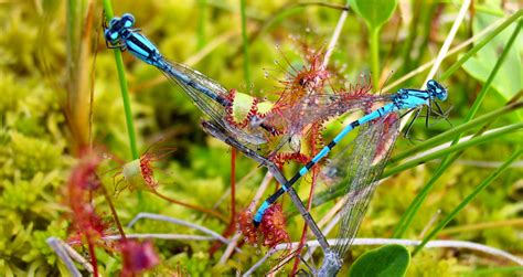 Insectivorous plants - Eye of nature — The sundew Plant The Sundew ...