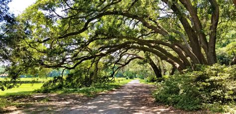 Eating British in America: Exploring the World of Tea at Charleston Tea Garden - Anglotopia.net