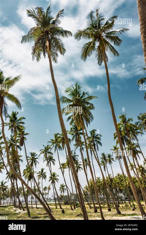 Al Haffa Beach in Salalah, Dhofar governorate, Oman Stock Photo - Alamy