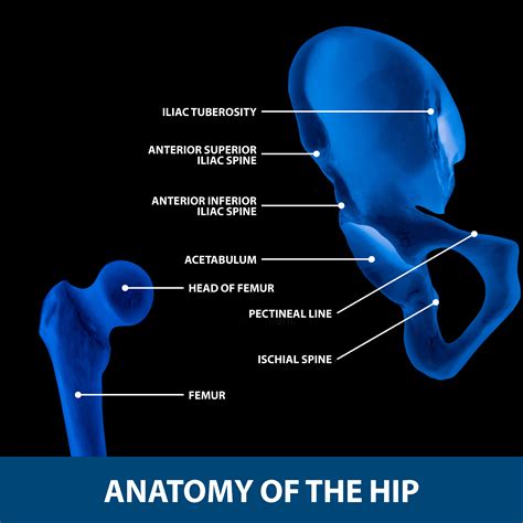 Hip Labral Tears | Florida Orthopaedic Institute