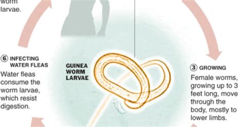 The Life Cycle of a Guinea Worm - Guinea worm is contracted by drinking contaminated water. The ...