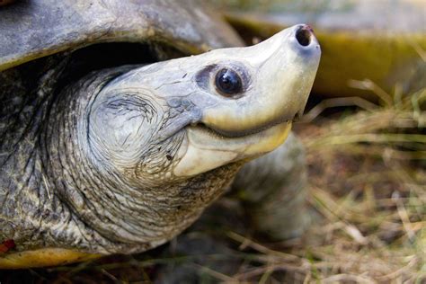 Northern River Terrapin: Habitat, Conservation, Lifespan | RoundGlass | Sustain