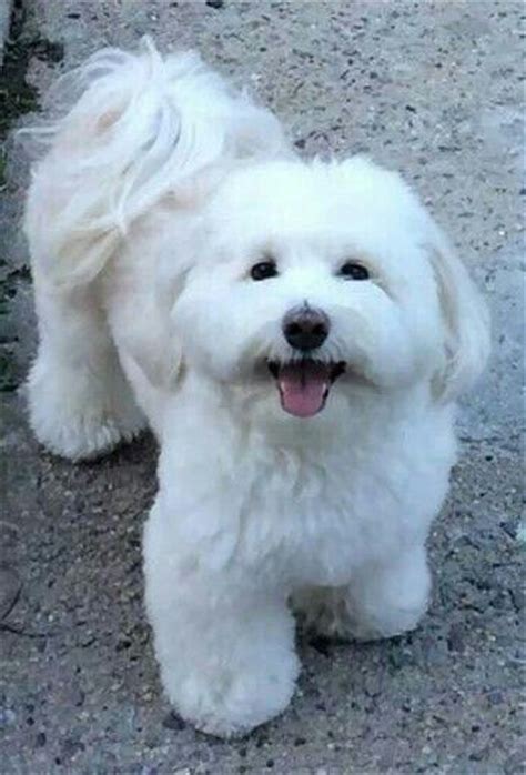 13 Havapoo haircuts ideas | havanese puppies, havanese dogs, havanese