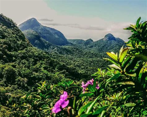 Private hike to hidden trails in Tijuca forest from Rio de Janeiro ...