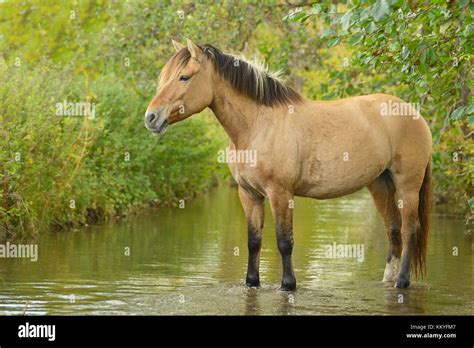 Fjord horse hi-res stock photography and images - Alamy