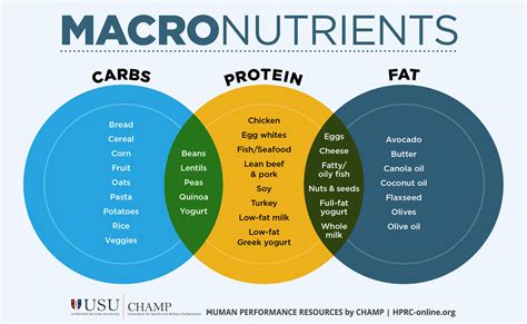 Macronutrients 101 | HPRC