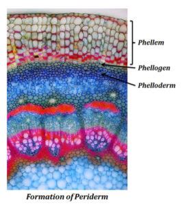 Difference between Phellem and Phelloderm | EasyBiologyClass