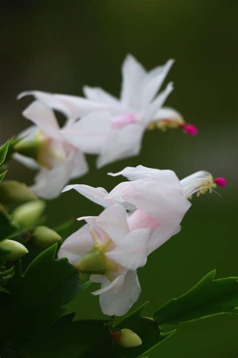 White Christmas cactus cuttings | Etsy