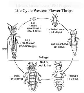 Western flower thrips (183)