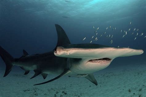 Great Hammerhead Shark